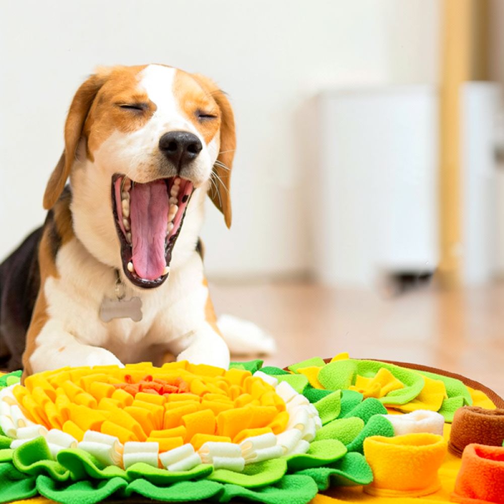 Köpekler İçin Kürk Matı, Kemik - Dog Puzzle Feeder Toy incelemesi ve fiyatı